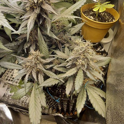 Violetta growlog timeline photo