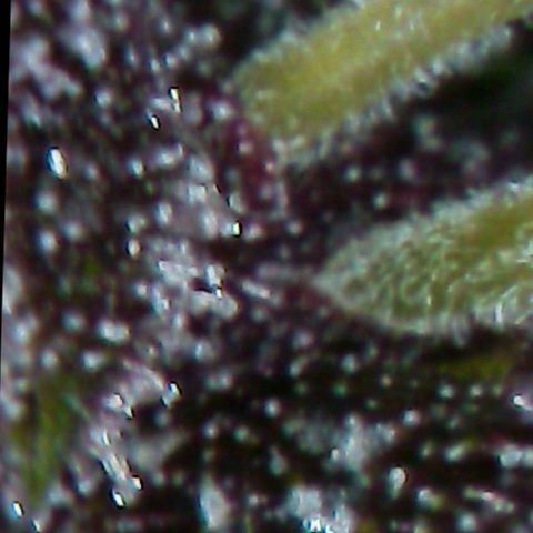 Violetta growlog timeline photo