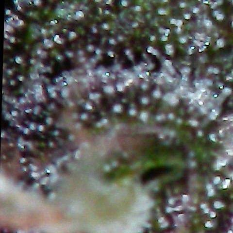 Violetta growlog timeline photo