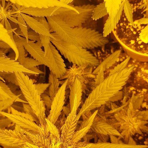 Violetta growlog timeline photo