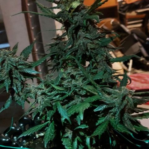 Violetta growlog timeline photo