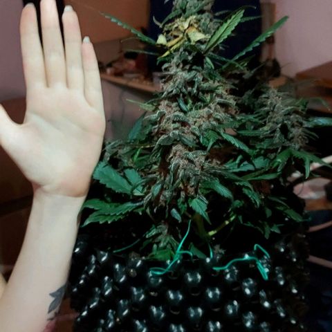 Violetta growlog timeline photo