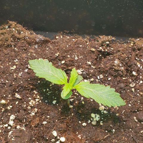 Master Kush Automatic #1 growlog timeline photo
