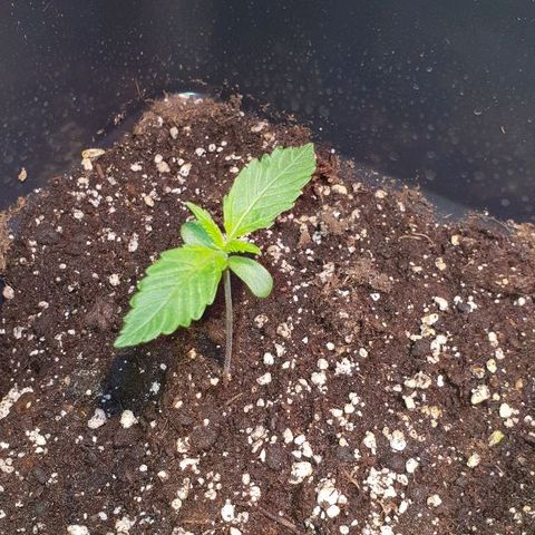 Super skunk #2 growlog timeline photo