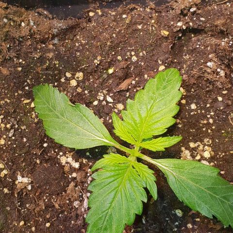 Master Kush Automatic #1 growlog timeline photo