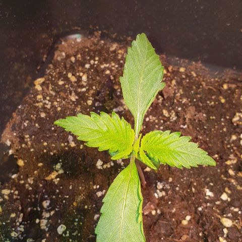 Super skunk #2 growlog timeline photo