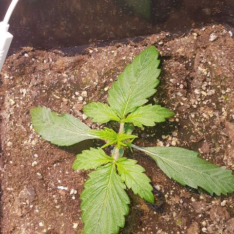 Master Kush Automatic #1 growlog timeline photo