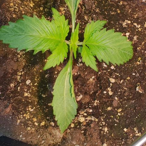Super skunk #2 growlog timeline photo
