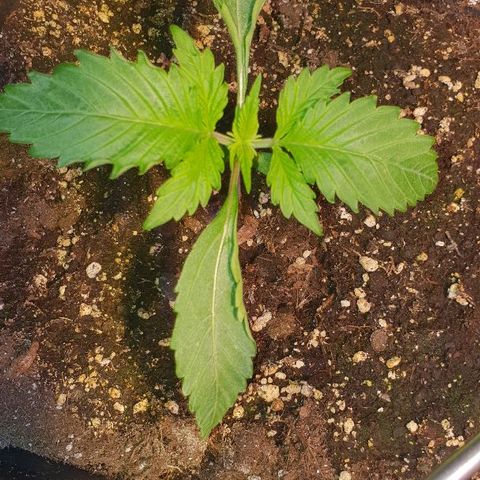 Super skunk #2 growlog timeline photo