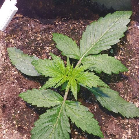 Master Kush Automatic #1 growlog timeline photo