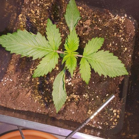 Super skunk #2 growlog timeline photo
