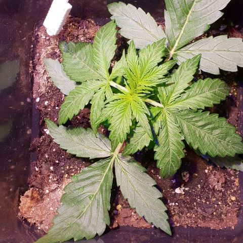 Master Kush Automatic #1 growlog timeline photo