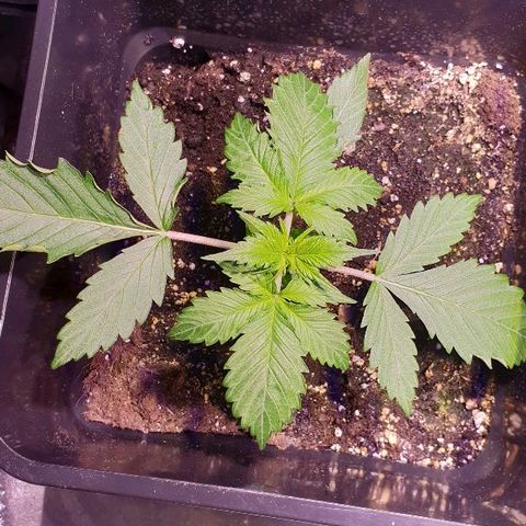 Super skunk #2 growlog timeline photo