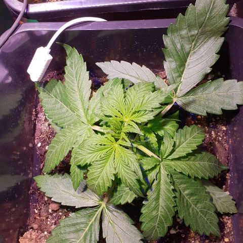 Master Kush Automatic #1 growlog timeline photo