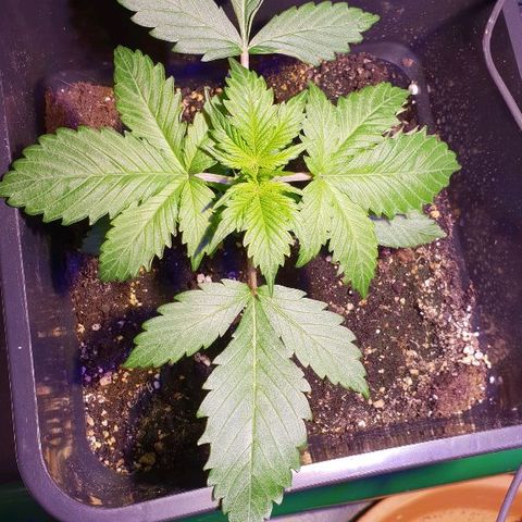 Super skunk #2 growlog timeline photo