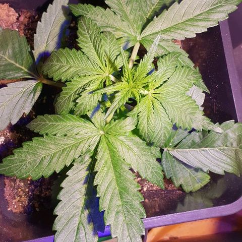 Master Kush Automatic #1 growlog timeline photo