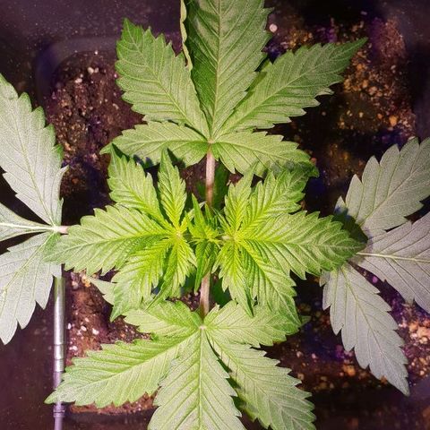 Super skunk #2 growlog timeline photo