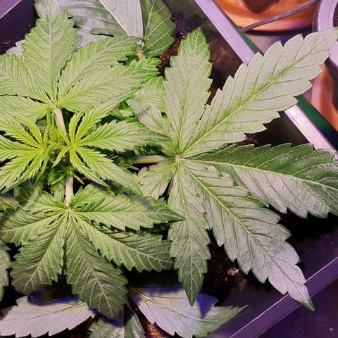 Master Kush Automatic #1 growlog timeline photo
