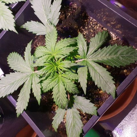Super skunk #2 growlog timeline photo