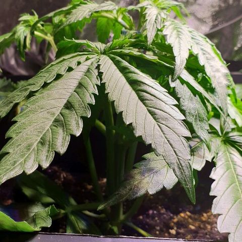 Master Kush Automatic #1 growlog timeline photo