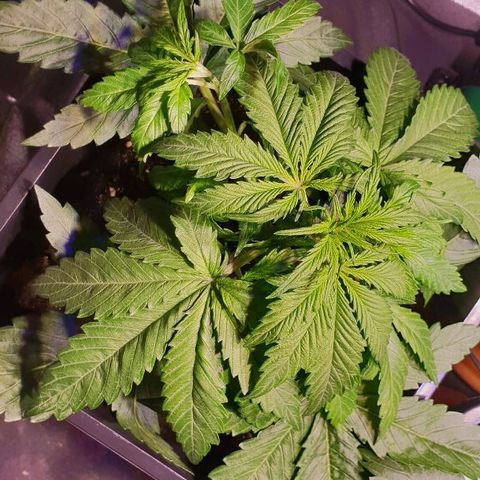Master Kush Automatic #1 growlog timeline photo