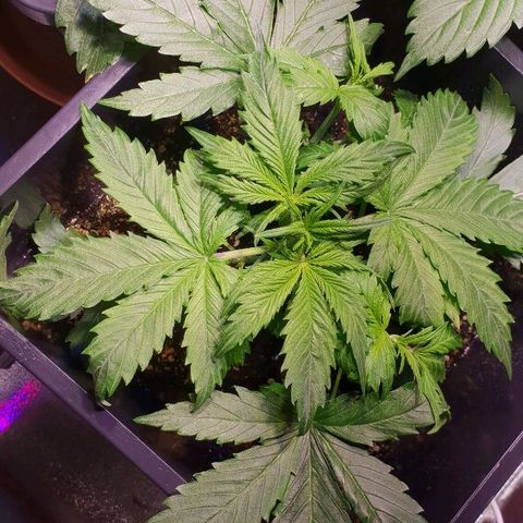 Super skunk #2 growlog timeline photo