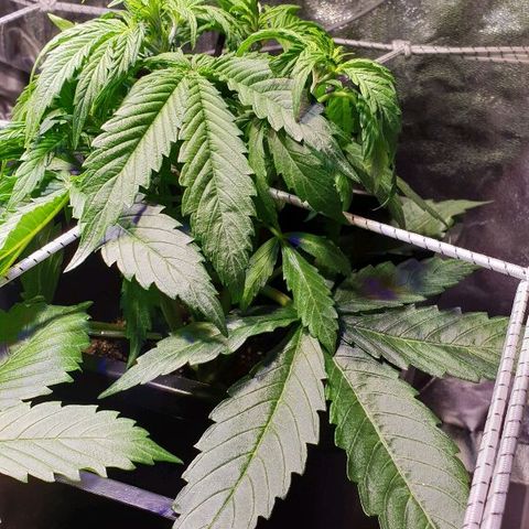 Master Kush Automatic #1 growlog timeline photo