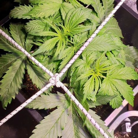 Super skunk #2 growlog timeline photo