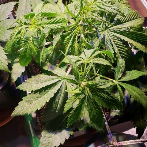 Master Kush Automatic #1 growlog timeline photo