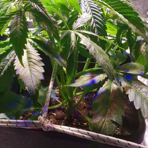 Master Kush Automatic #1 growlog timeline photo