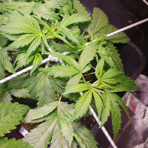Super skunk #2 growlog timeline photo