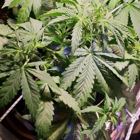 Master Kush Automatic #1 growlog timeline photo