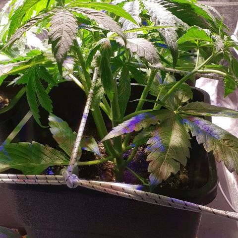 Master Kush Automatic #1 growlog timeline photo