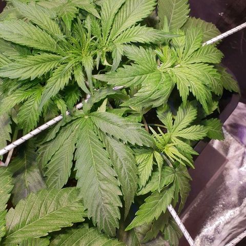 Super skunk #2 growlog timeline photo