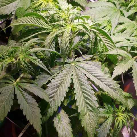 Master Kush Automatic #1 growlog timeline photo
