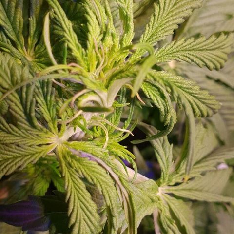 Master Kush Automatic #1 growlog timeline photo