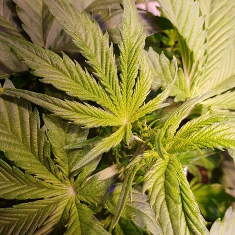 Super skunk #2 growlog timeline photo