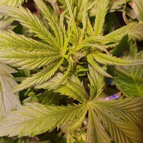 Super skunk #2 growlog timeline photo