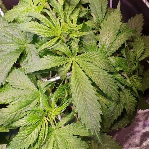 Super skunk #2 growlog timeline photo