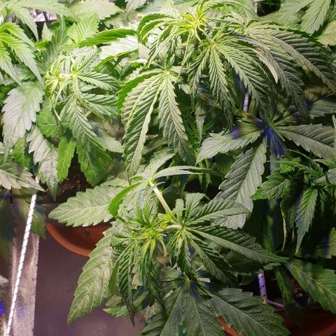 Master Kush Automatic #1 growlog timeline photo