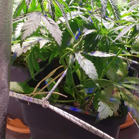 Master Kush Automatic #1 growlog timeline photo