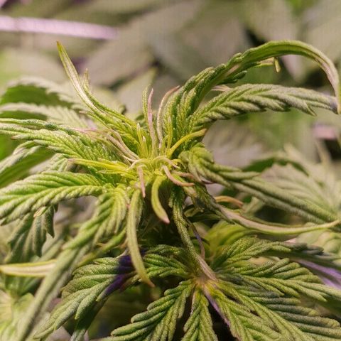 Master Kush Automatic #1 growlog timeline photo