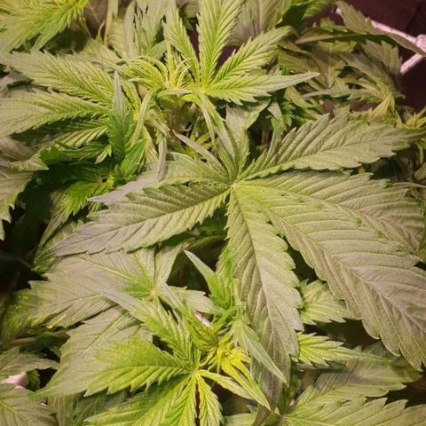 Super skunk #2 growlog timeline photo