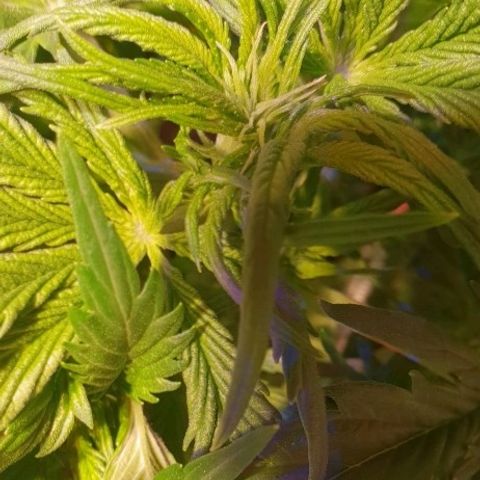 Super skunk #2 growlog timeline photo