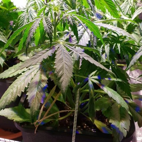 Master Kush Automatic #1 growlog timeline photo
