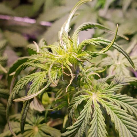 Master Kush Automatic #1 growlog timeline photo
