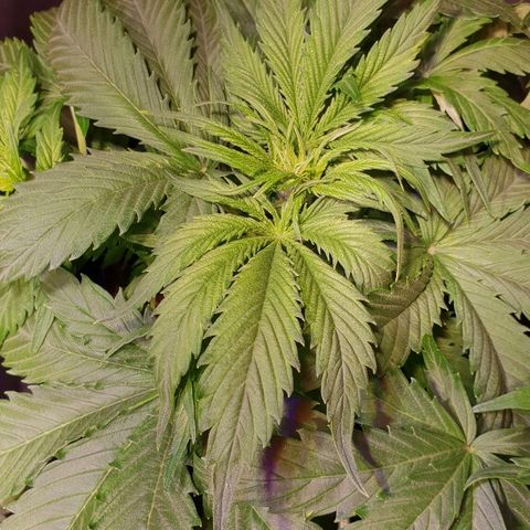 Super skunk #2 growlog timeline photo