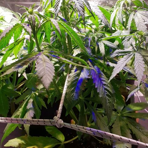 Master Kush Automatic #1 growlog timeline photo