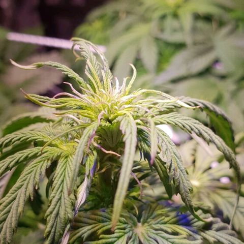 Master Kush Automatic #1 growlog timeline photo