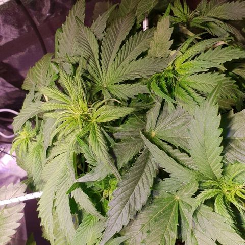 Super skunk #2 growlog timeline photo